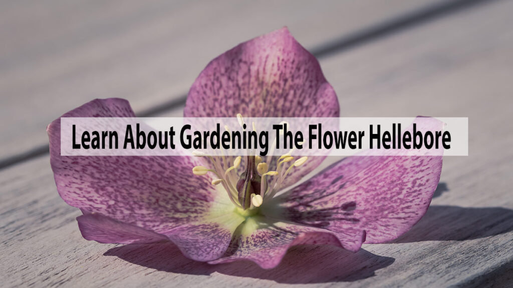 Learn About Gardening The Flower Hellebore