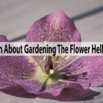 Learn About Gardening The Flower Hellebore